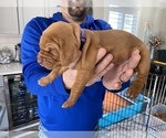 Small Photo #9 Vizsla Puppy For Sale in CANBY, OR, USA