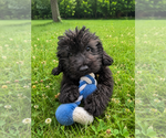 Small #24 Cavapoo (Miniature)
