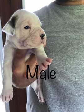 Medium Photo #1 Boxer Puppy For Sale in CHATSWORTH, GA, USA