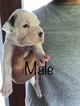 Small Photo #1 Boxer Puppy For Sale in CHATSWORTH, GA, USA