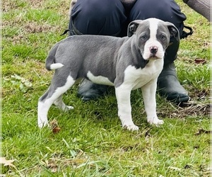 Medium American Bulldog