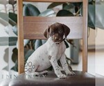 Small #3 German Shorthaired Pointer
