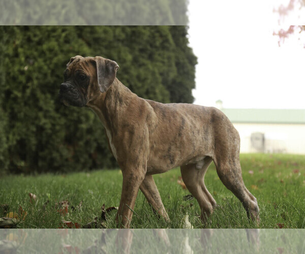 Medium Photo #4 Boxer Puppy For Sale in SHIPSHEWANA, IN, USA
