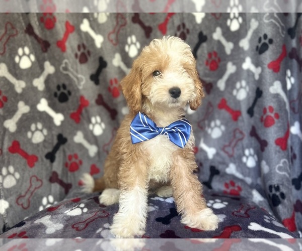 Medium Photo #7 Cavapoo Puppy For Sale in LAKELAND, FL, USA