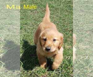 Cane Corso Puppy for sale in BLISSFIELD, MI, USA