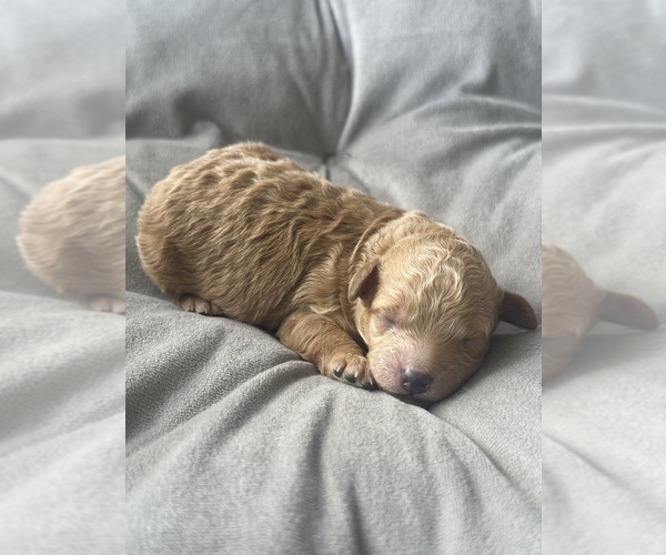 Medium Photo #8 Poodle (Toy) Puppy For Sale in BRONX, NY, USA