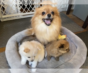 Mother of the Pomeranian puppies born on 12/25/2022