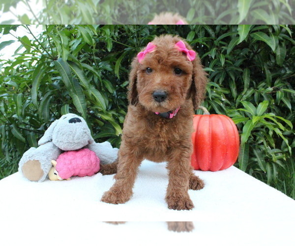 Medium Photo #9 Goldendoodle Puppy For Sale in WESLEY CHAPEL, FL, USA