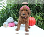 Small Photo #9 Goldendoodle Puppy For Sale in WESLEY CHAPEL, FL, USA