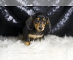 Small Photo #2 Dachshund Puppy For Sale in WARSAW, IN, USA
