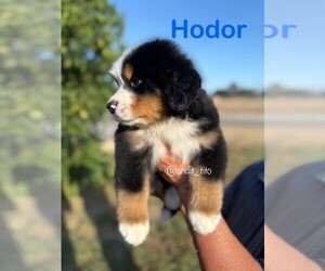Bernese Mountain Dog Puppy for sale in NUEVO, CA, USA