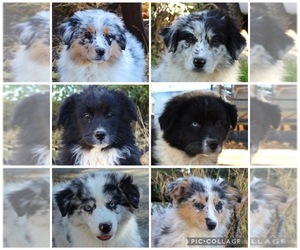 Australian Shepherd Puppy for Sale in ACTON, California USA