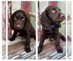 Puppy Puppy 2 Boykin Spaniel
