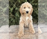 Small #1 Goldendoodle (Miniature)