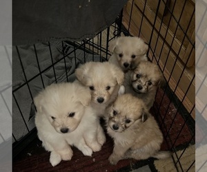 Pom-A-Poo Puppy for sale in EL PASO, TX, USA