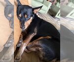 Small #7 Dachshund Mix