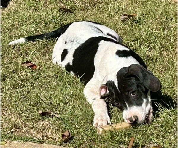 Medium Photo #4 Bulldog-Unknown Mix Puppy For Sale in Wetumpka, AL, USA