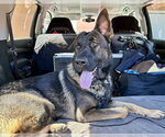 Small #4 German Shepherd Dog