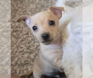 Doxie-Pin Dogs for adoption in Peralta, NM, USA