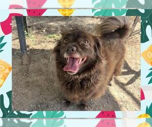 Pomeranian Dogs for adoption in Ojai, CA, USA