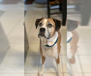 Boxer Dogs for adoption in Brights Grove, Ontario, Canada