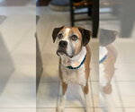 Coco - Female Boxer Dog for Adoption - Small photo