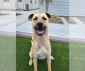 OBI - Male Mutt Dog for Adoption - Photo #2