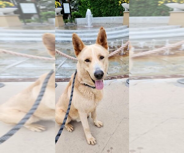 Medium Photo #3 Mutt Puppy For Sale in Newport Beach, CA, USA
