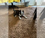 Small #3 Boston Terrier