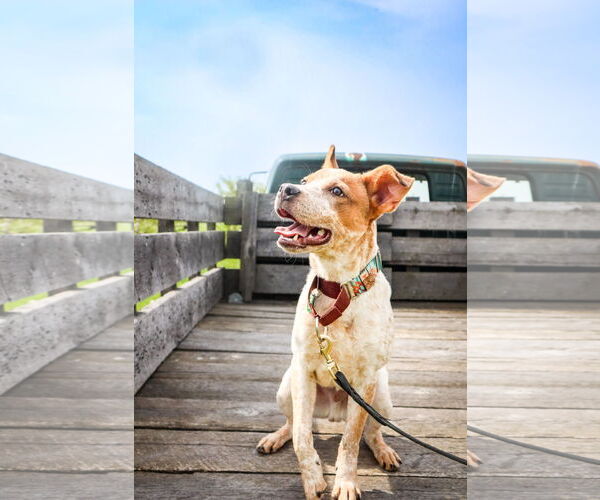 Medium Photo #5 Mutt Puppy For Sale in Garden City, NY, USA