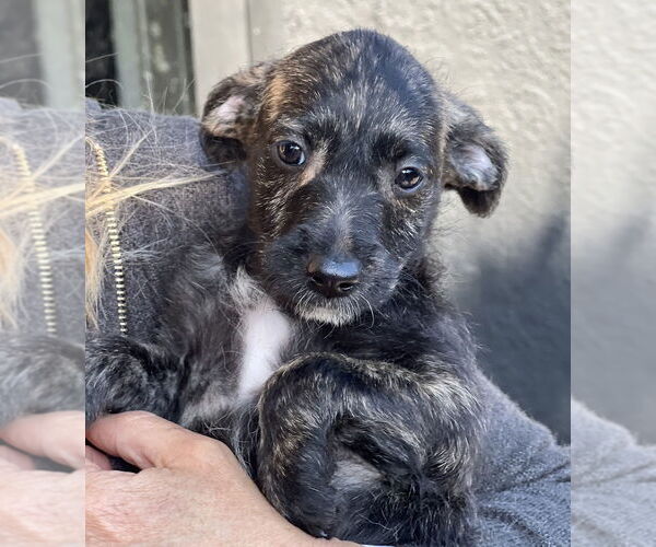 Medium Photo #2 Labrador Retriever-Unknown Mix Puppy For Sale in Dana Point, CA, USA