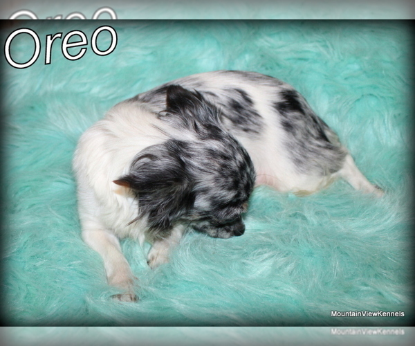 Medium Photo #1 Chihuahua Puppy For Sale in WISTER, OK, USA