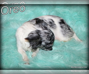 Mother of the Chihuahua puppies born on 04/28/2025