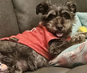 Mother of the Schnauzer (Miniature) puppies born on 10/02/2025