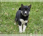 Small Photo #5 Shiba Inu Puppy For Sale in CLARK, MO, USA