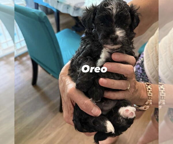 Medium Photo #2 Mutt Puppy For Sale in Spring Lake, NC, USA