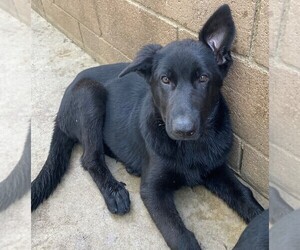 German Shepherd Dog Puppy for sale in VAN NUYS, CA, USA