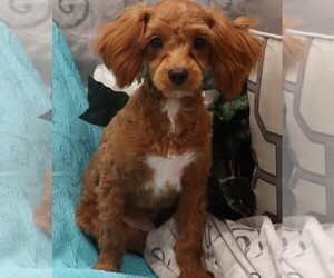 Cavapoo Puppy for sale in THORP, WI, USA
