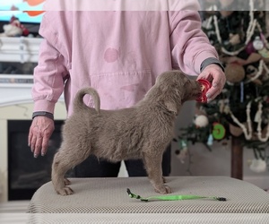 Weimaraner Puppy for sale in EVART, MI, USA