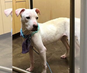 Lulu (TX) - Female American Pit Bull Terrier-Labrador Retriever Mix Dog for Adoption - Photo #3