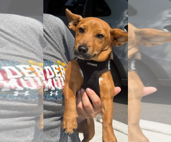 Medium Photo #5 Chiweenie Puppy For Sale in New York, NY, USA