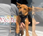 Small #4 Chiweenie