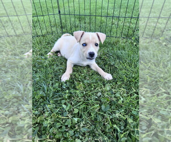Medium Photo #2 Siberian Husky-Unknown Mix Puppy For Sale in Springdale, PA, USA