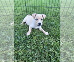 Small #1 Siberian Husky Mix