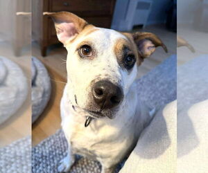 Mutt Dogs for adoption in Boonton, NJ, USA