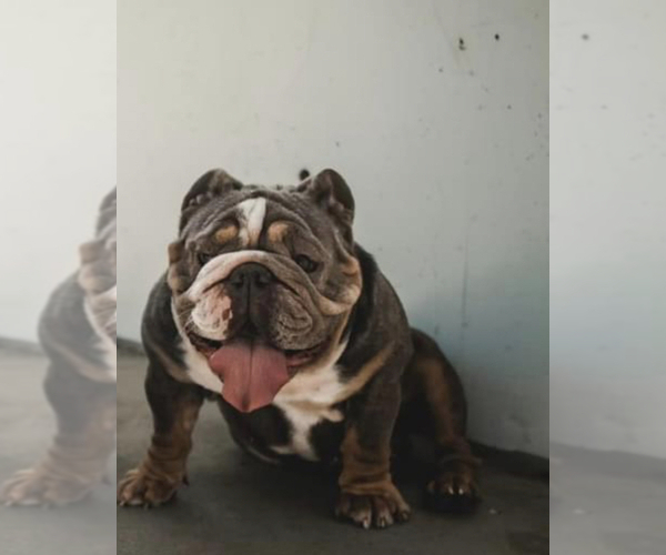 Medium Photo #1 Bulldog Puppy For Sale in WARRENTON, OR, USA