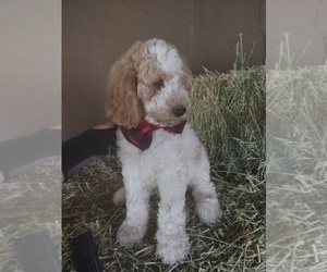Poodle (Standard) Puppy for Sale in KIRKLAND, Arizona USA