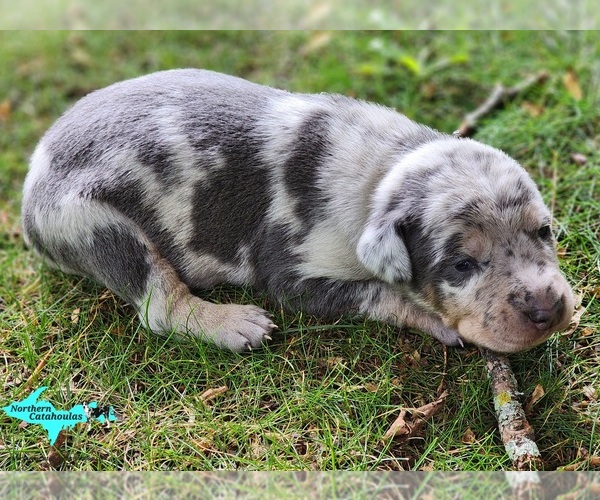 Medium Photo #1 Catahoula Leopard Dog Puppy For Sale in MORAN, MI, USA