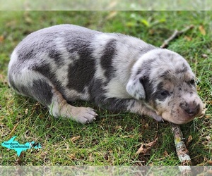 Catahoula Leopard Dog Puppy for sale in MORAN, MI, USA