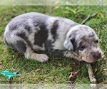 Small Catahoula Leopard Dog